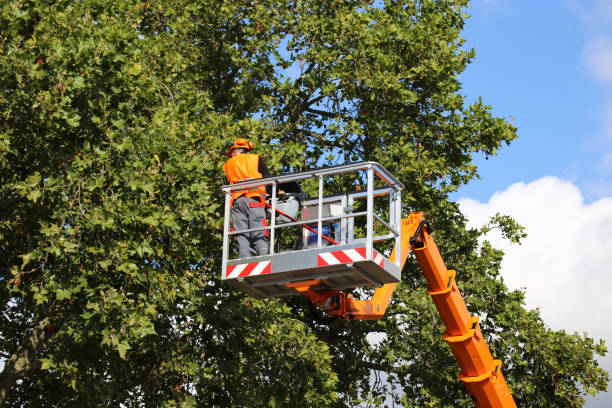 Best Utility Line Clearance  in Junction, TX