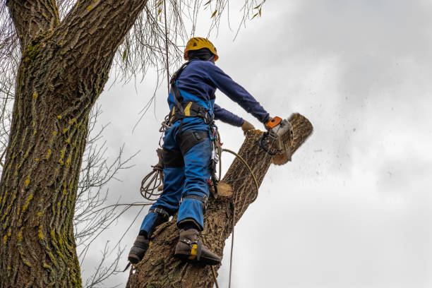 Trusted Junction, TX  Tree Services Experts