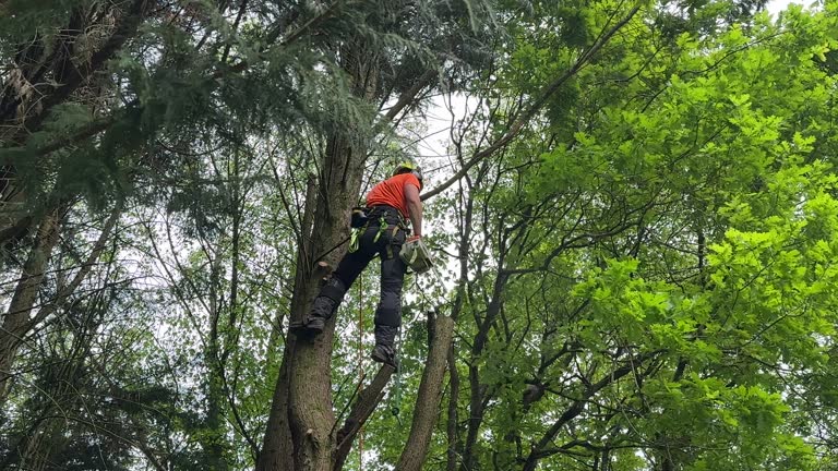 Best Fruit Tree Pruning  in Junction, TX