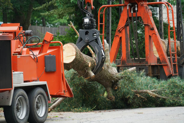 Best Tree Disease Treatment  in Junction, TX