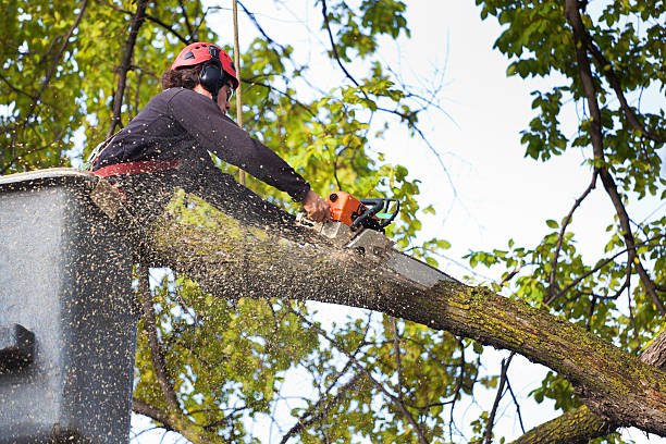 Best Tree Removal  in Junction, TX