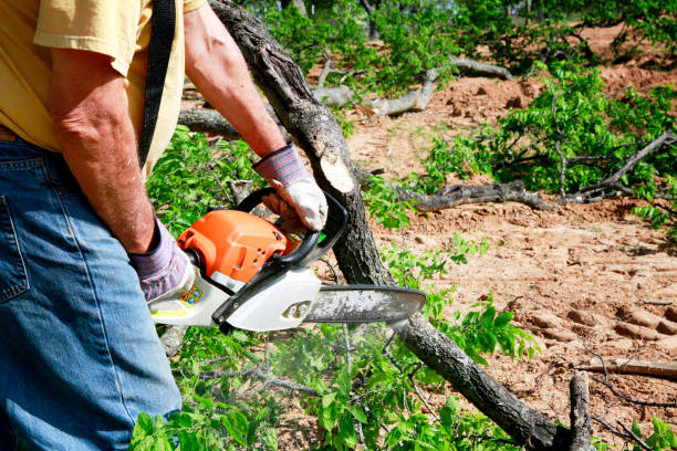 How Our Tree Care Process Works  in  Junction, TX